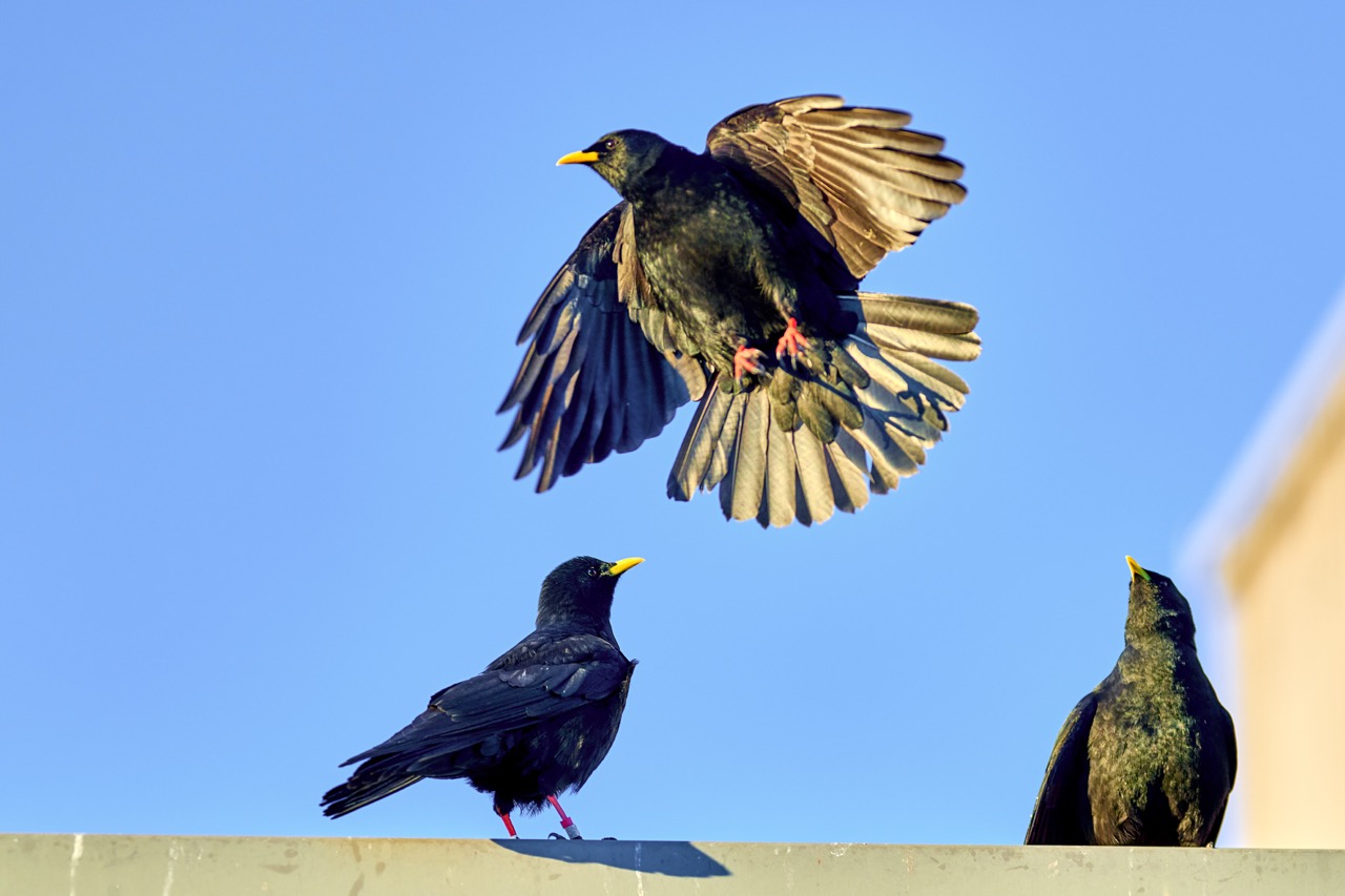 16.12.2025, Schönau a. Königssee, Jenner Bergstation