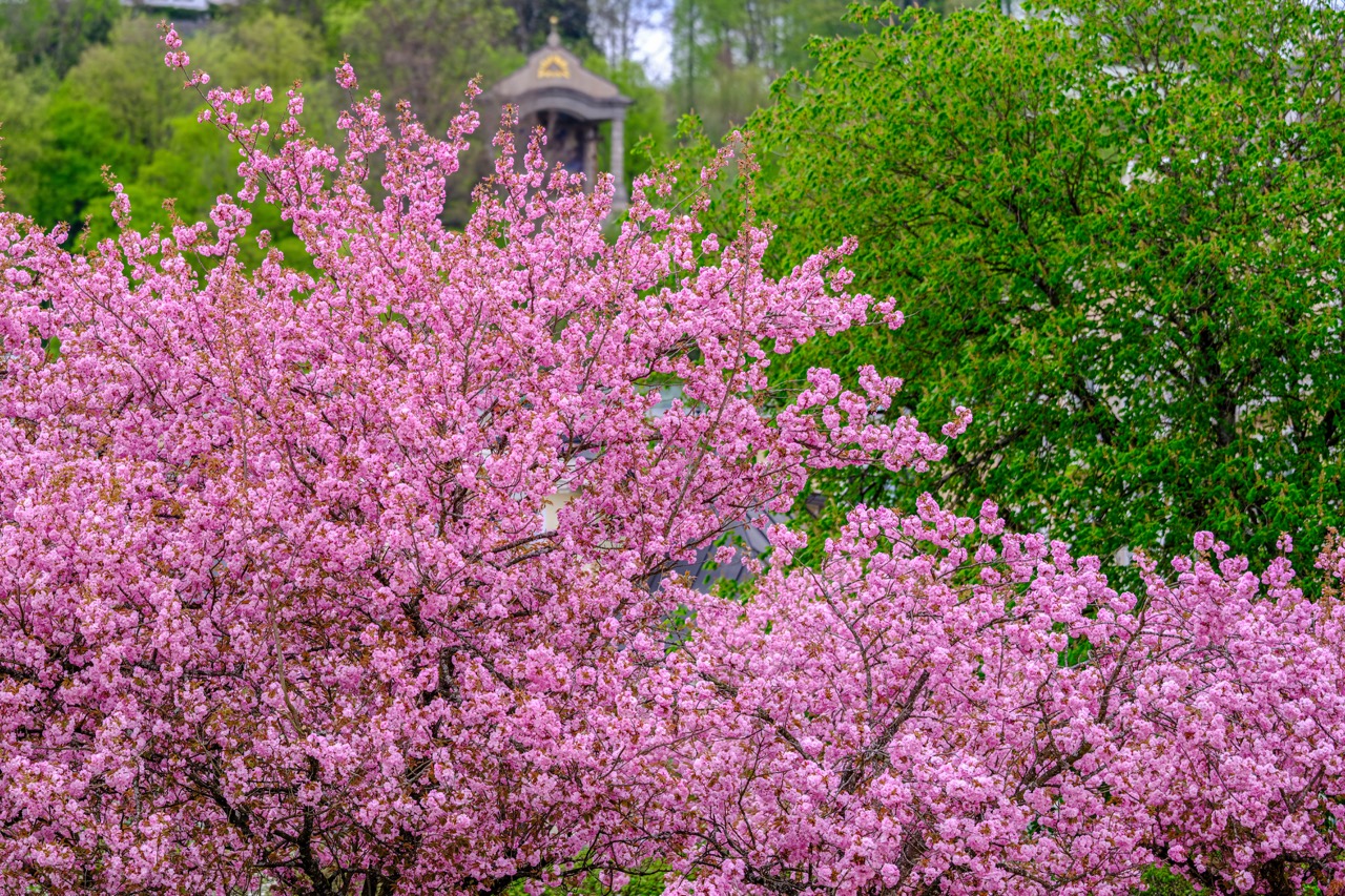 Japanische Kirschblüte