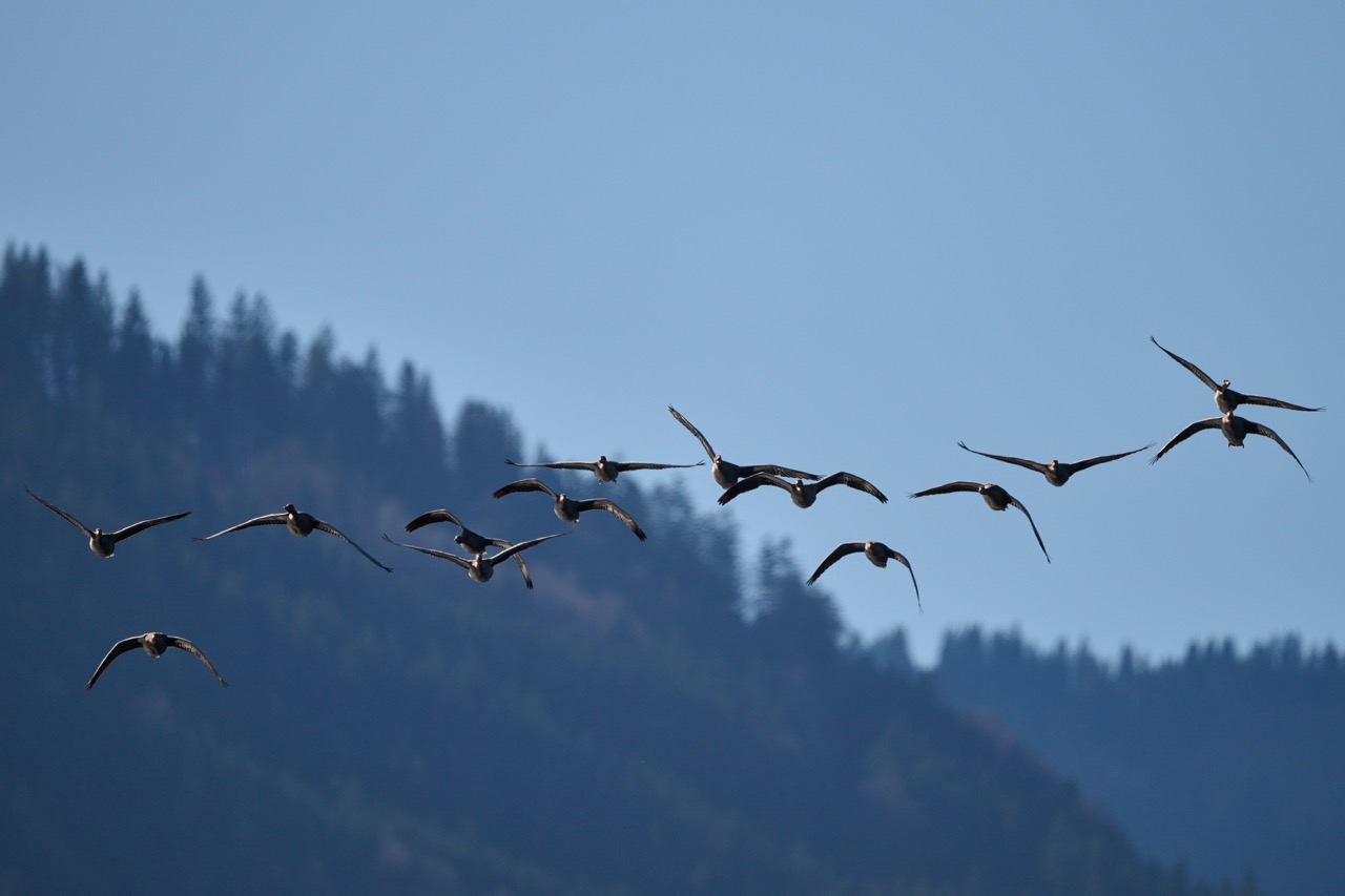 05.11.2025, Raubling, Nicklheimer Filze