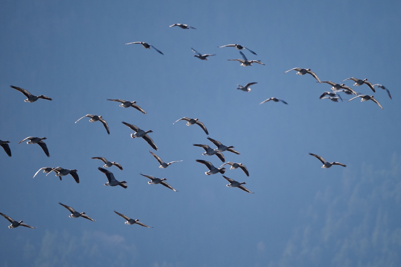 05.11.2025, Raubling, Nicklheimer Filze